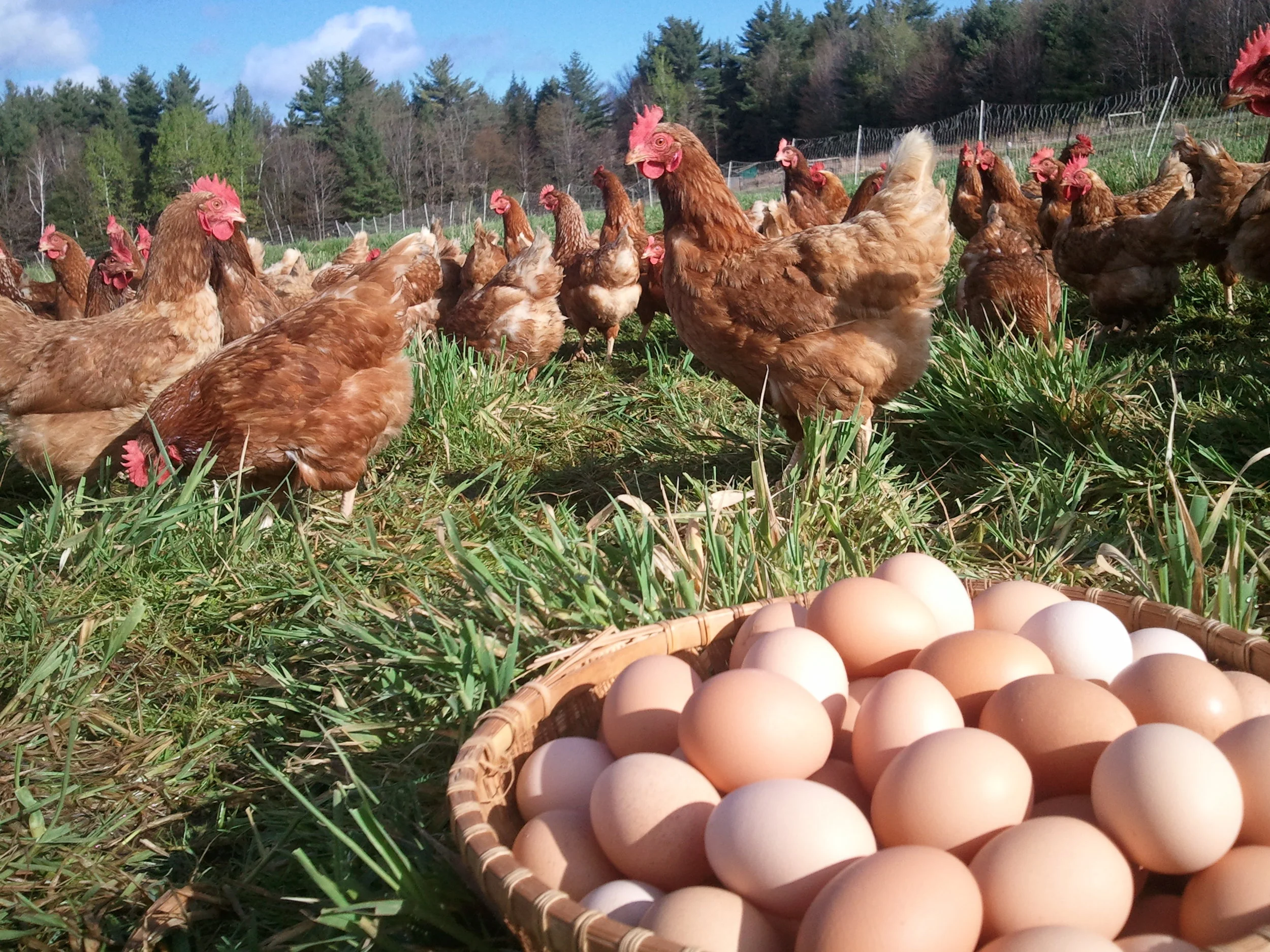 Fresh Eggs